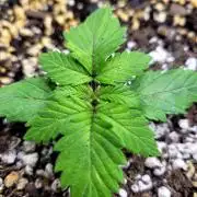 Blue Dream Seed Supreme