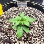 Blue Dream Seed Supreme