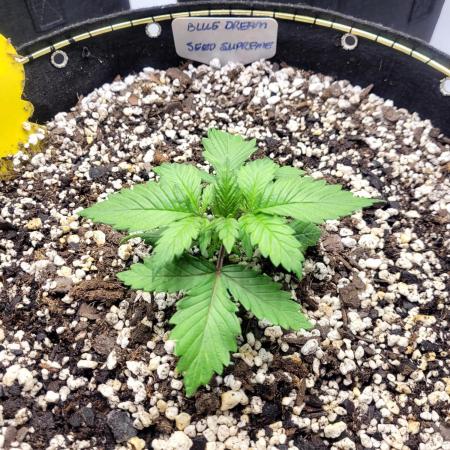 Blue Dream Seed Supreme