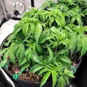 Maui Wowie Seed Supreme