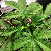 Maui Wowie Seed Supreme