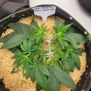 CBG-Force #2