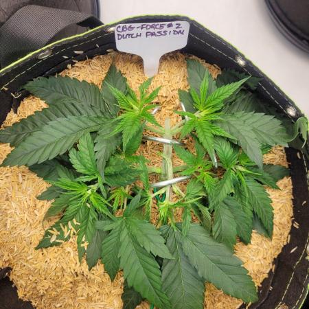 CBG-Force #2