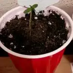 Royal CBG Auto Royal Queen Seeds
