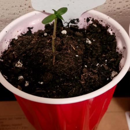 Royal CBG Auto Royal Queen Seeds