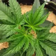 CBG-Force #2