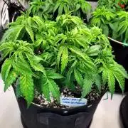 Maui Wowie Seed Supreme