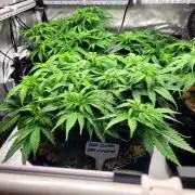 Blue Dream Seed Supreme