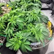 Mimosa Royal Queen Seeds