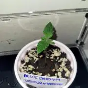 Blue Dream Seed Supreme