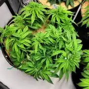 Mimosa Royal Queen Seeds