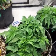 Blue Dream Seed Supreme