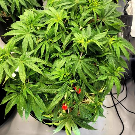 Mimosa Royal Queen Seeds