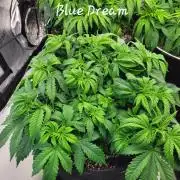 Blue Dream Seed Supreme