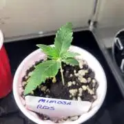 Mimosa Royal Queen Seeds