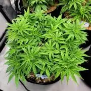 Maui Wowie Seed Supreme