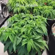 Blue Dream Seed Supreme