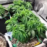 Mimosa Royal Queen Seeds