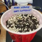 Maui Wowie Seed Supreme