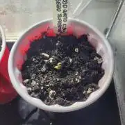 CBD Ratio 1:30