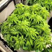 Maui Wowie Seed Supreme