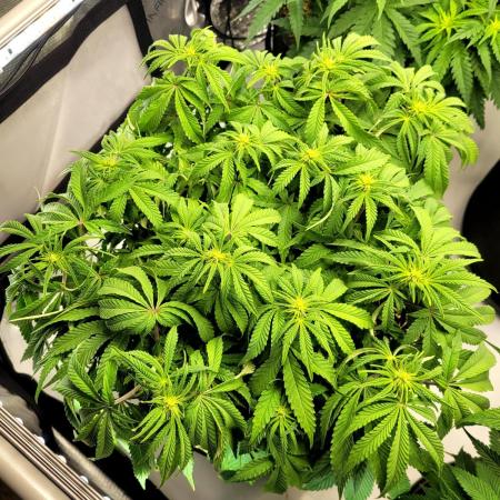 Maui Wowie Seed Supreme