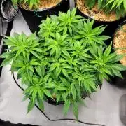 Blue Dream Seed Supreme