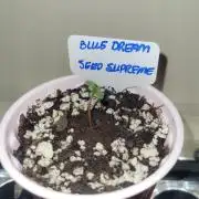 Blue Dream Seed Supreme