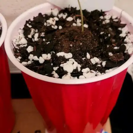 Moby Dick Auto Fast Buds