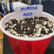 Mimosa Royal Queen Seeds