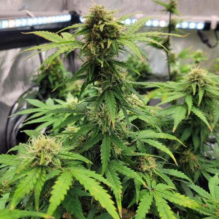 Mimosa x Orange Punch