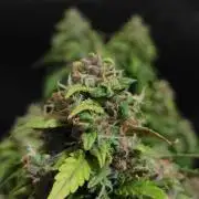 CBD Auto 20:1