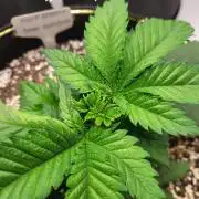 Blue Dream Seed Supreme