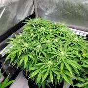 Maui Wowie Seed Supreme