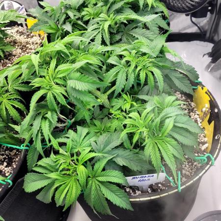 Mimosa Royal Queen Seeds