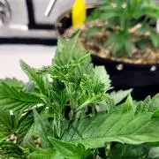 Maui Wowie Seed Supreme