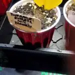 Pineapple Express Auto Barney's
