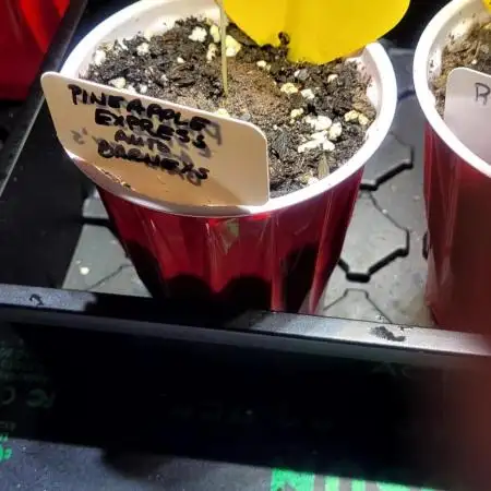 Pineapple Express Auto Barney's