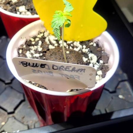 Blue Dream Auto Fast Buds