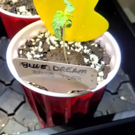 Blue Dream Auto Fast Buds