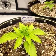 Maui Wowie Seed Supreme