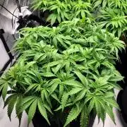 Maui Wowie Seed Supreme