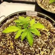 Maui Wowie Seed Supreme