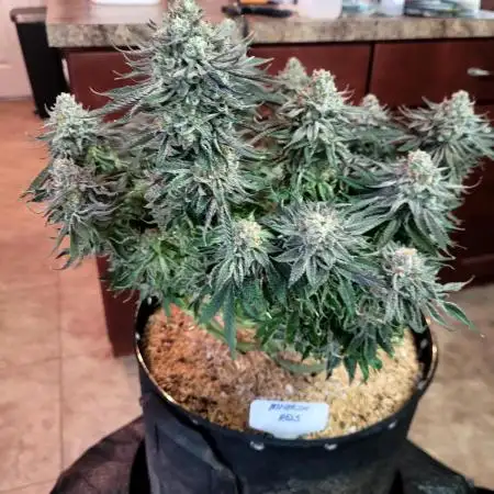 Mimosa Royal Queen Seeds