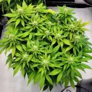 Blue Dream Seed Supreme