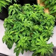 Blue Dream Seed Supreme