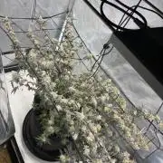 CherrySlimeade
