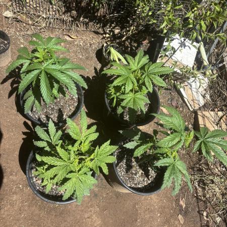 ACT Outdoor Grow 2025/2026