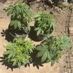 ACT Outdoor Grow 2025/2026