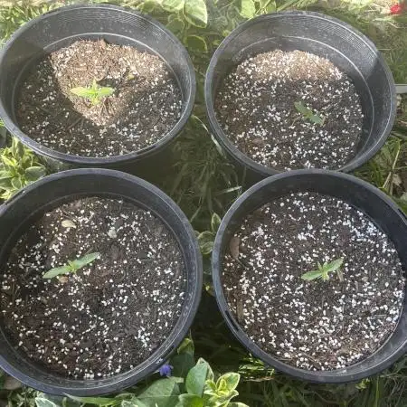 ACT Outdoor Grow 2025/2026